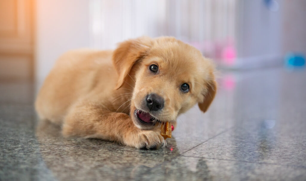 Puppy Savoring a Bone
